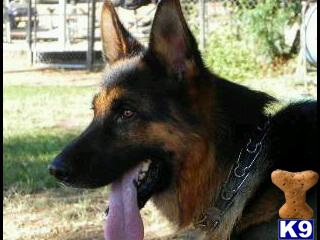 Dogs for Sale in CA